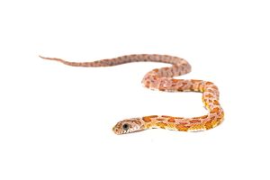 Pantherophis guttatus, coral anéry. sunkissed